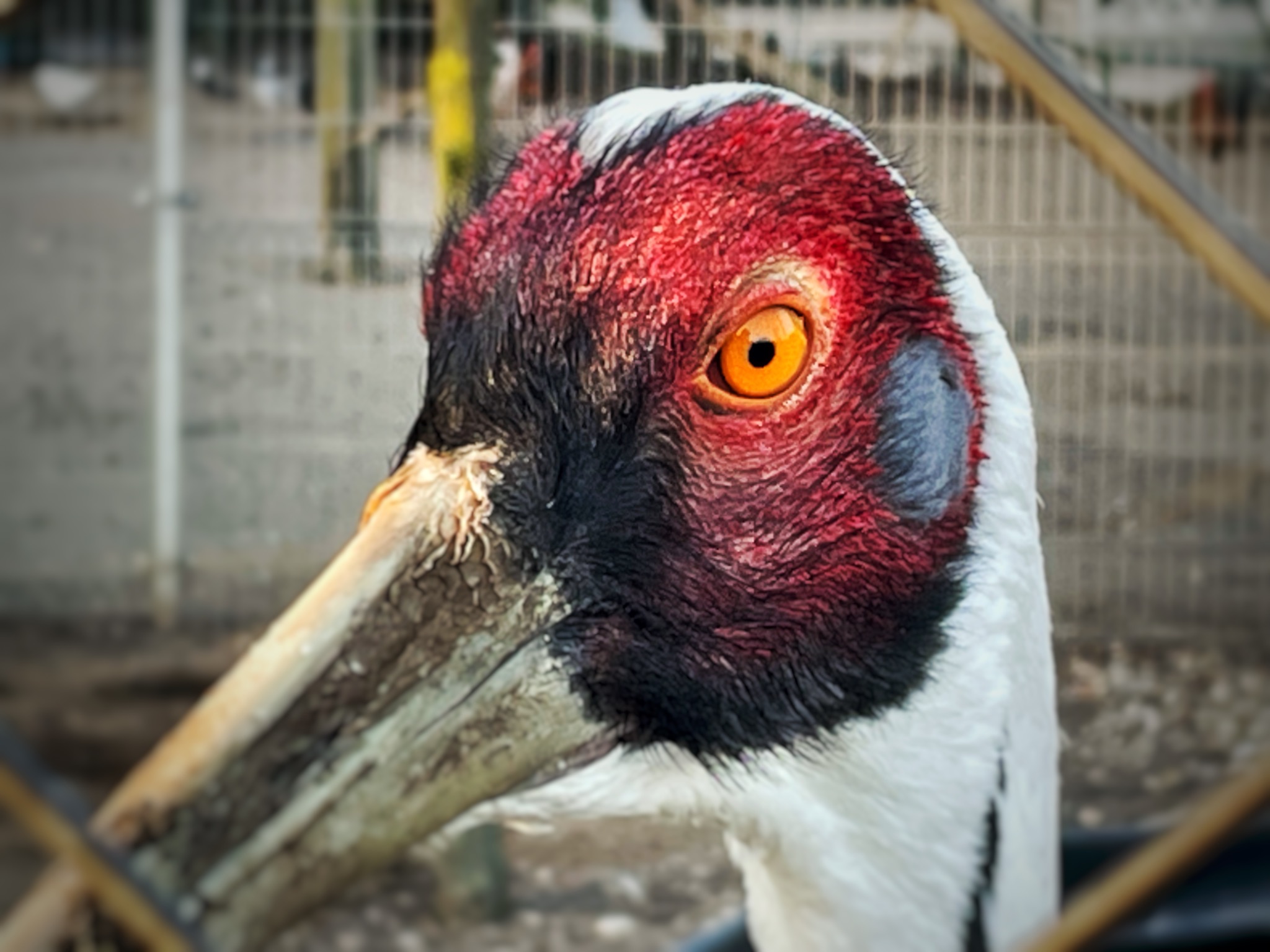 Portret żurawia mandżurskiego z intensywnie pomarańczowym okiem, czerwonym upierzeniem głowy i czarno-białym upierzeniem szyi, sfotografowany przez metalową siatkę ogrodzenia.