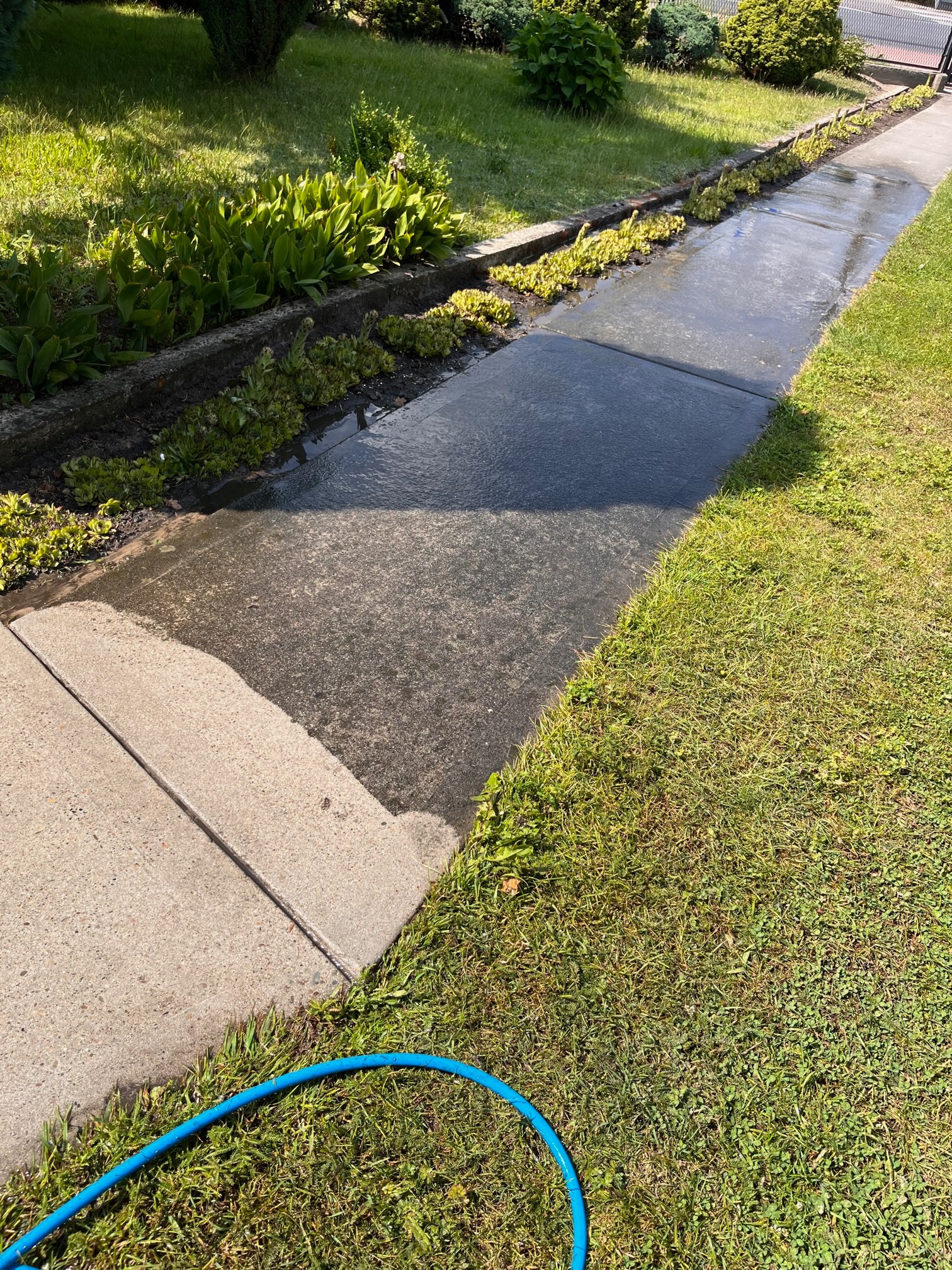 Częściowo umyta kostka brukowa, widoczna różnica w kolorze między czystą a brudną powierzchnią, obok trawnik i niebieski wąż ogrodowy.