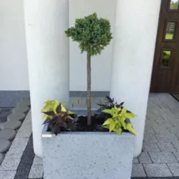 Kwadratowa donica z betonu architektonicznego z iglakiem formowanym i kolorowymi roślinami liściastymi, ustawiona na kostce brukowej przed budynkiem z kolumnami.