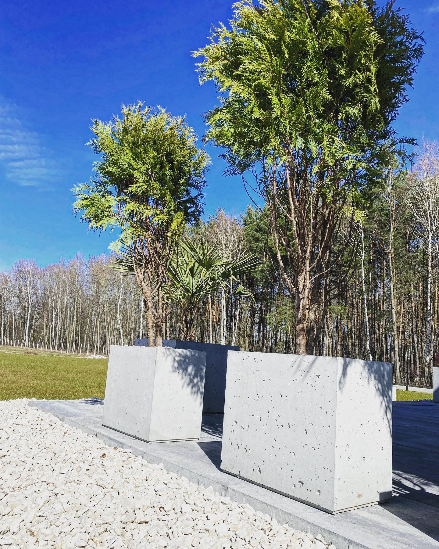 Dwa betonowe kwietniki kubiczne z drzewami iglastymi na tle błękitnego nieba i lasu liściastego, otoczone białym żwirem.