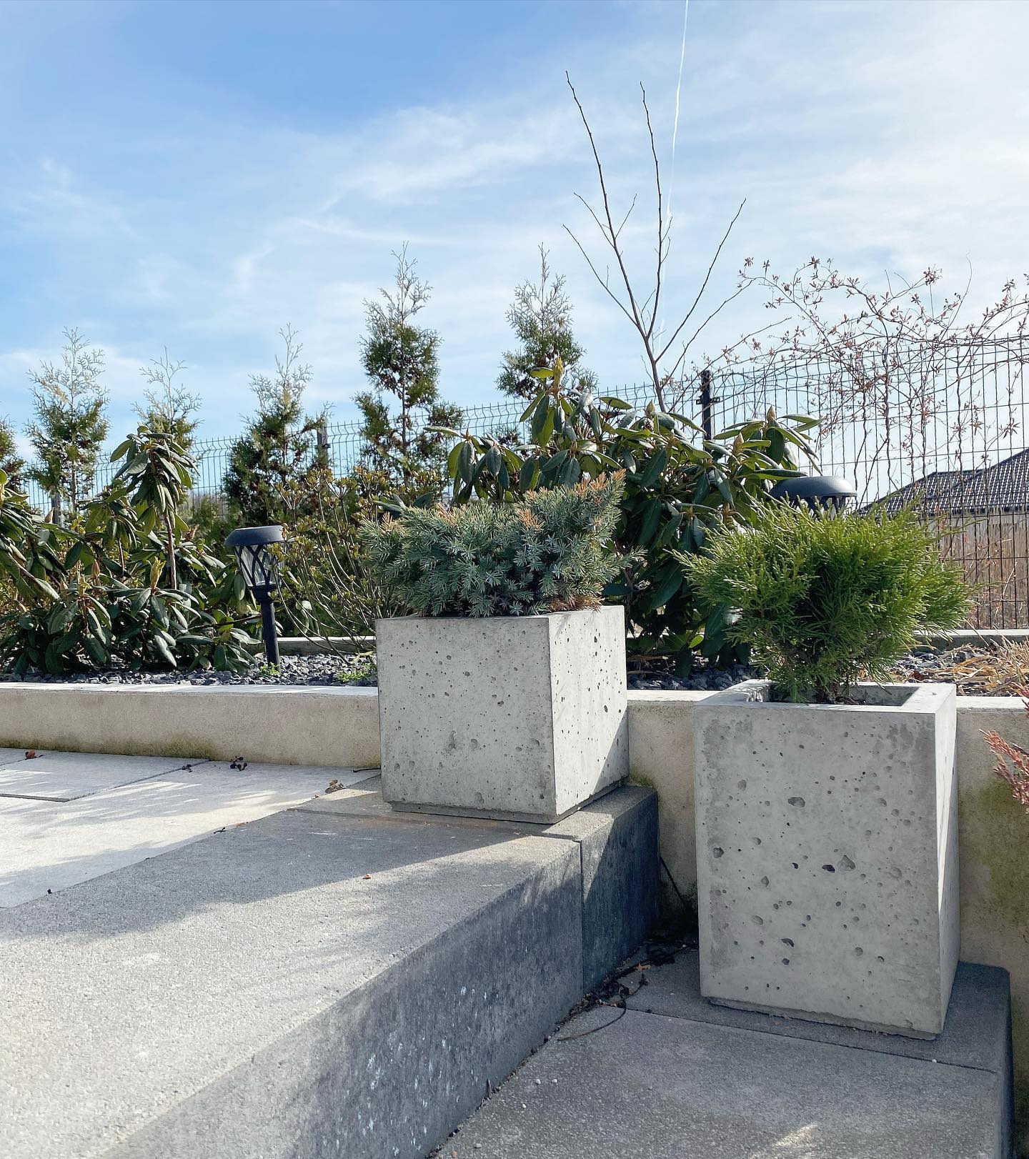 Dwa betonowe kwietniki w kształcie sześcianu z nasadzeniami iglaków, ustawione na betonowych schodach w ogrodzie, w tle żywopłot i metalowe ogrodzenie.