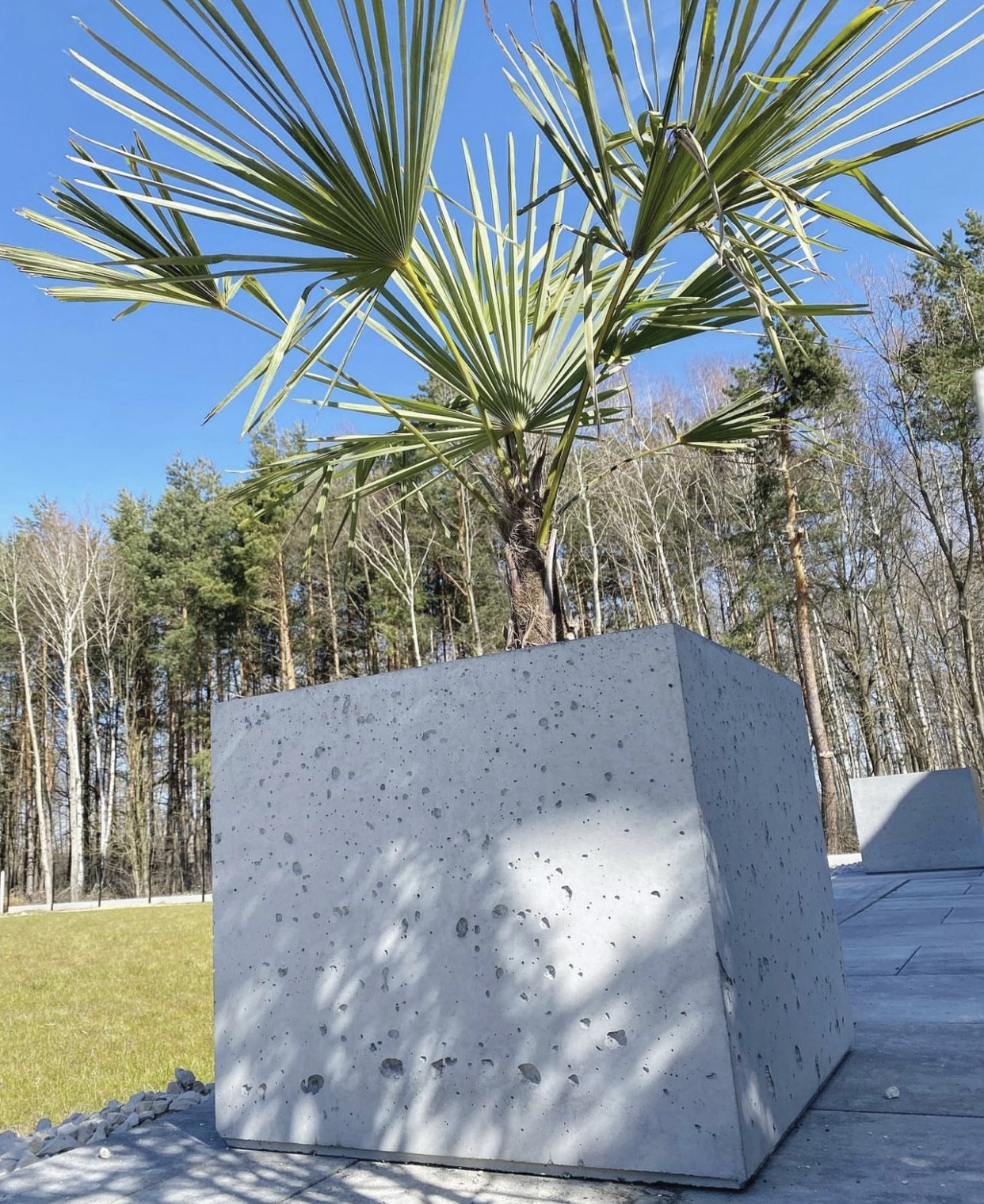 Palma w dużej, porowatej, betonowej donicy w kształcie sześcianu, na tle lasu i błękitnego nieba.