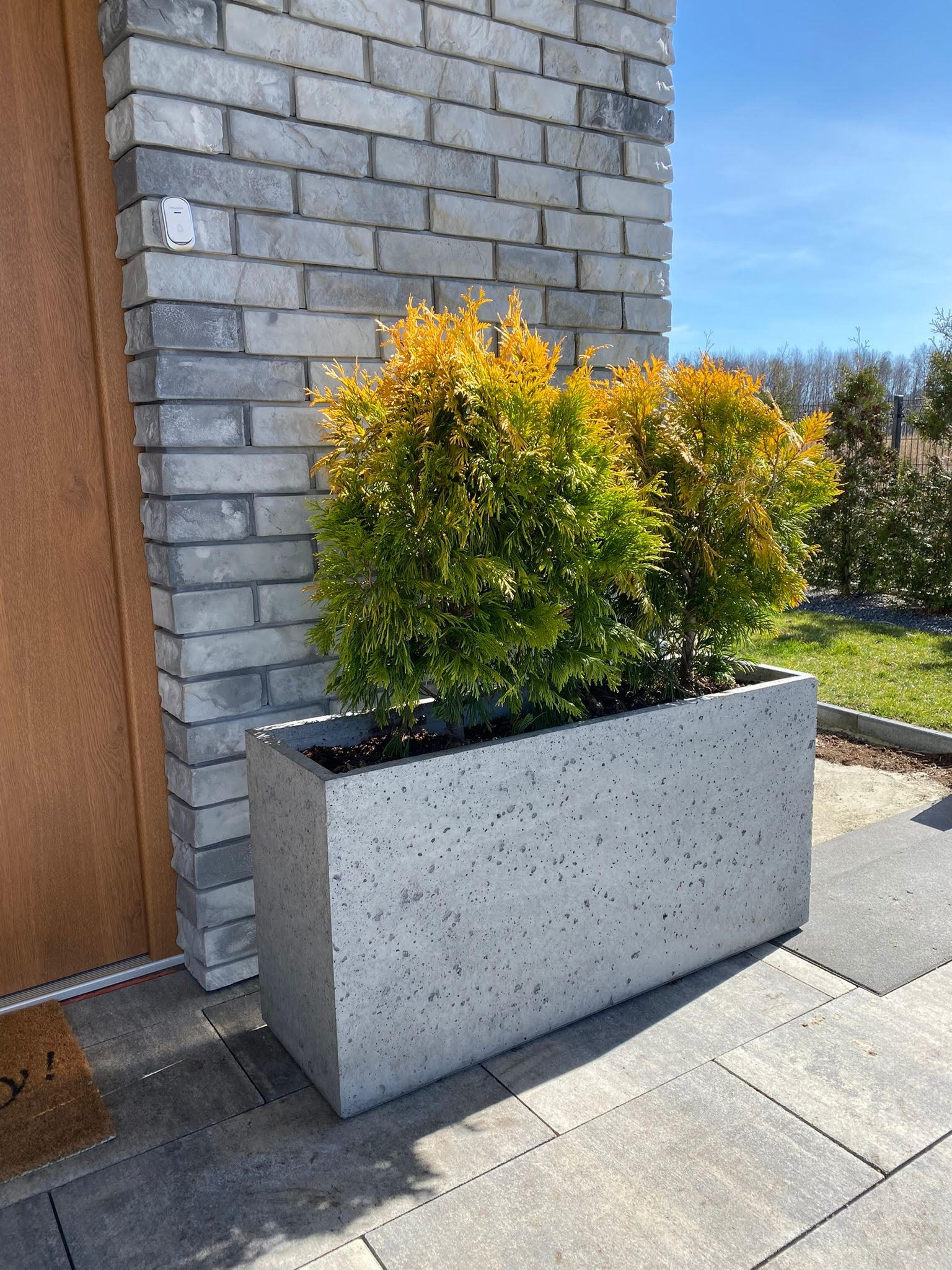 Betonowa donica z dwoma tujami 'Golden Globe' ustawiona przy wejściu do domu z elewacją z szarej cegły.