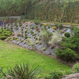 Trawa z rolki Pniewo 1