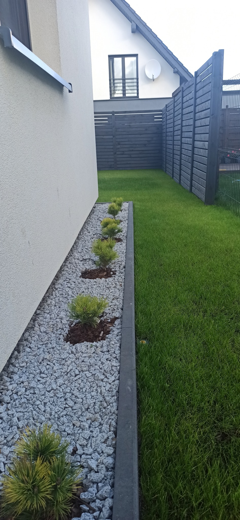 Aranżacja ogrodu: rząd małych sosenek posadzonych w szarym żwirze, oddzielonych obrzeżem od trawnika. W tle widoczny fragment domu i drewniane ogrodzenie.