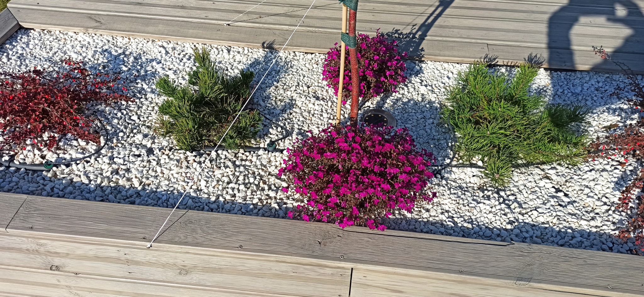 Kaskada barw w ogrodzie: purpurowe kwiaty, zielone iglaki i czerwone krzewy na tle białych kamieni, otoczone drewnianym tarasem. Widoczne elementy systemu nawadniania.
