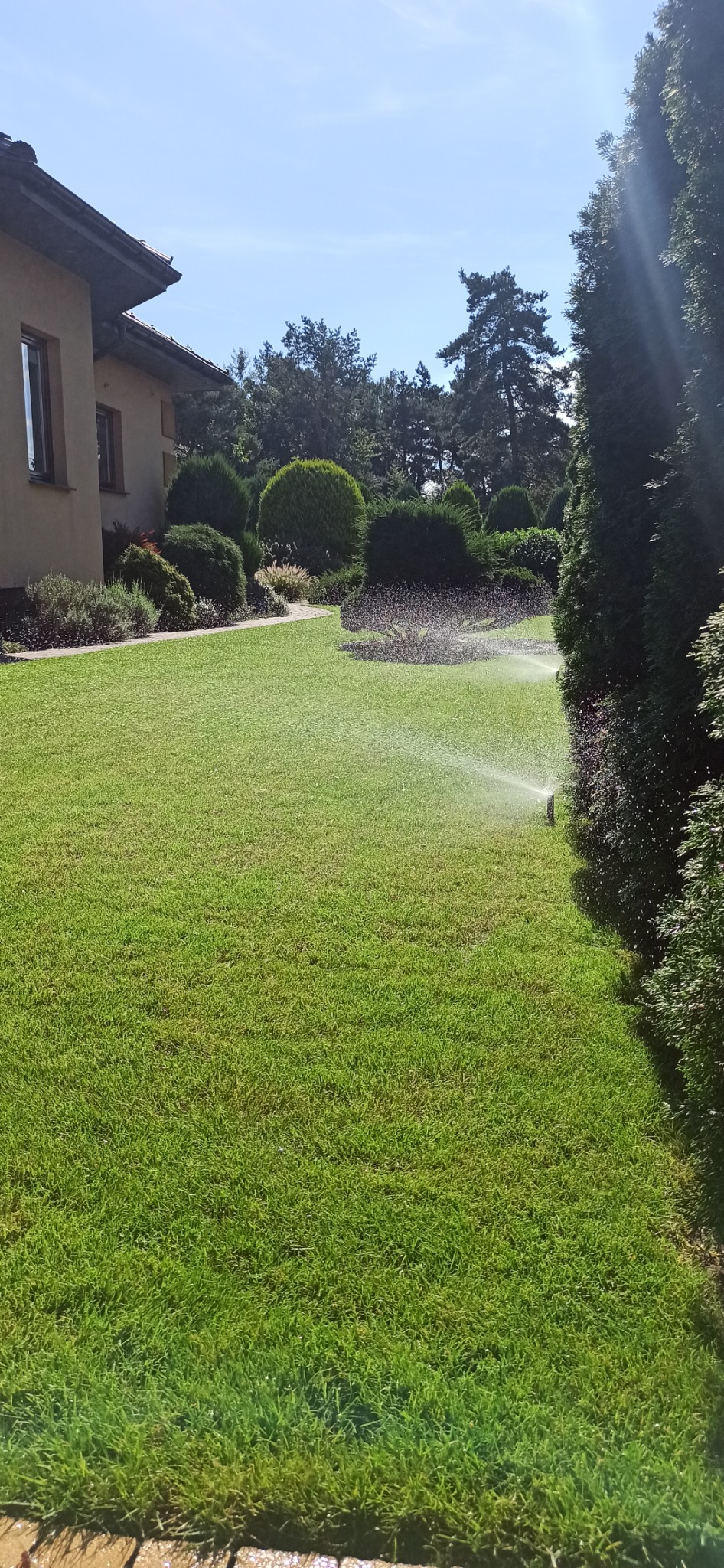 Zadbany trawnik z systemem nawadniania w słoneczny dzień. W tle widoczne krzewy i drzewa, a także fragment domu. Woda rozpryskiwana przez zraszacze tworzy delikatną mgiełkę.