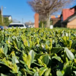 Niski żywopłot z bukszpanu na pierwszym planie, w tle czerwony samochód dostawczy i zabudowa jednorodzinna w słoneczny dzień.