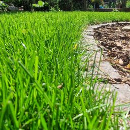 ZieleńPlus - Usługi w ogrodzie Opole