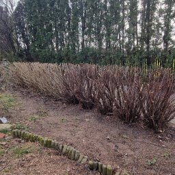 ZieleńPlus - Równomiernie przycięty żywopłot z brązowych gałęzi w ogrodzie, widok z poziomu gruntu. W tle wysokie drzewa iglaste i drewniany płot. Dekoracyjna kula oświetleniowa z boku.