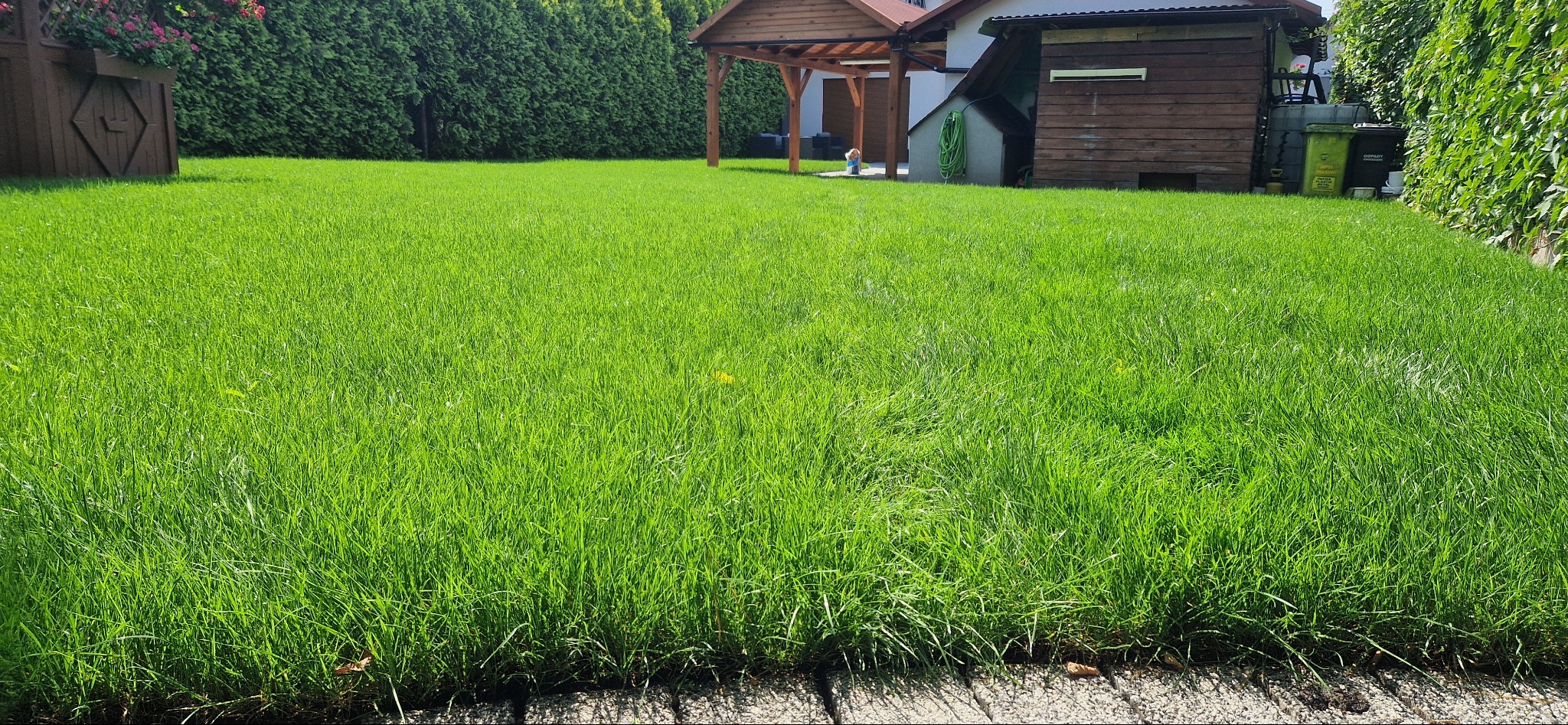 Świeżo skoszony trawnik z widocznymi śladami po kosiarce, graniczący z kostką brukową i tujami, z altaną i domkiem narzędziowym w tle.