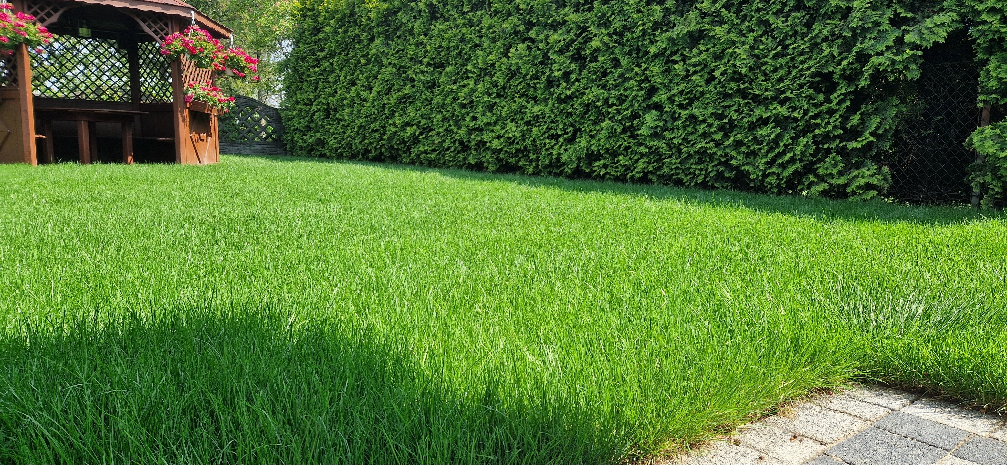 Świeżo założony trawnik z rolki, widoczna altana z kwiatami i wysoki żywopłot z tui w tle.