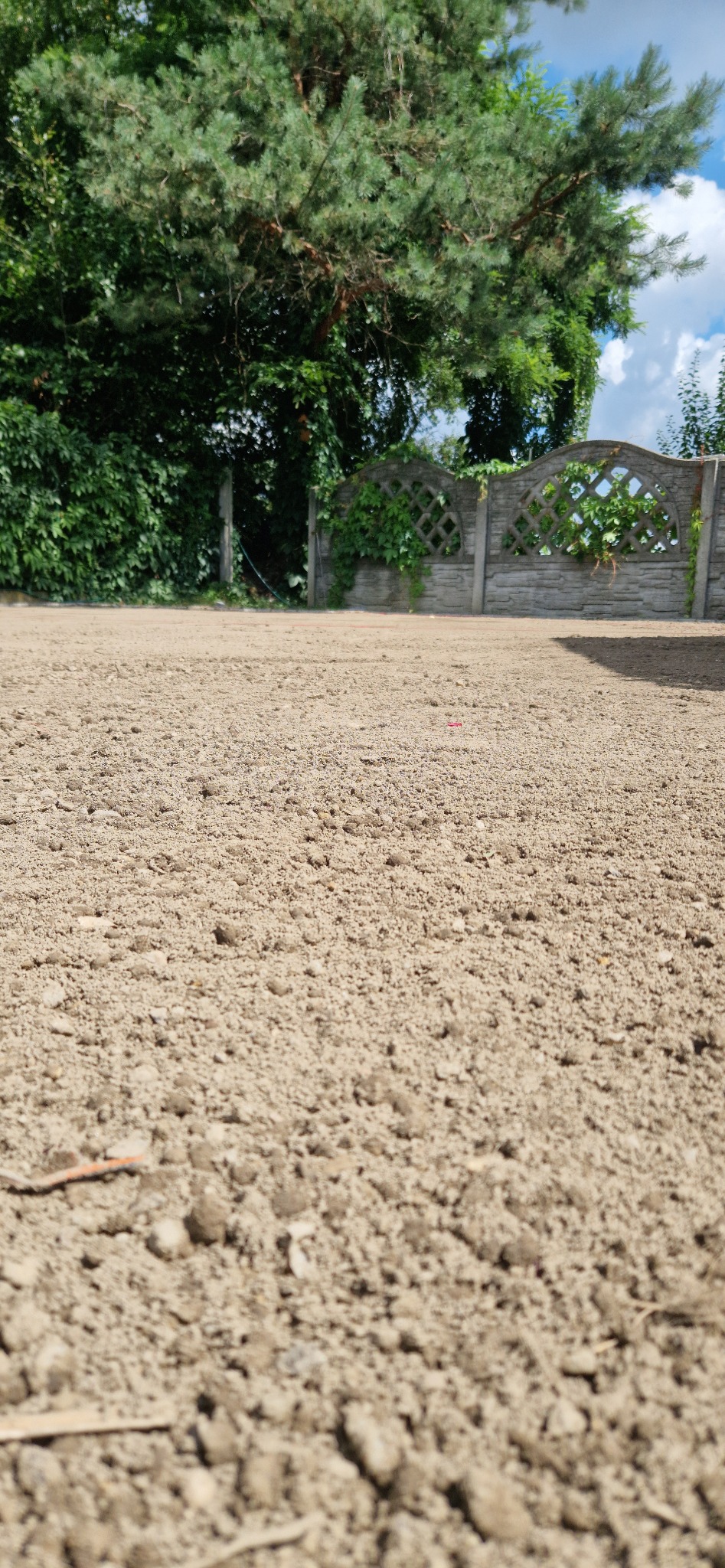 Przygotowany teren pod przyszły trawnik, wyrównana ziemia z widoczną strukturą, w tle ogrodzenie z betonowych elementów z kratką i zielonymi pnączami oraz drzewa.