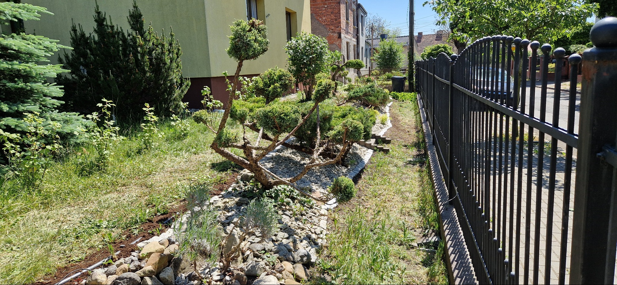 Formowane drzewa iglaste w ogrodzie przydomowym, wysypane białym i szarym kamieniem, widoczne obok metalowego płotu.