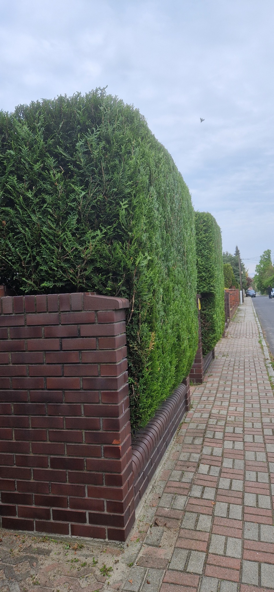 Równy żywopłot z ciemnozielonych tuj, oddzielony ceglanym murkiem od chodnika z kostki. Widoczny fragment ulicy z zaparkowanymi samochodami.