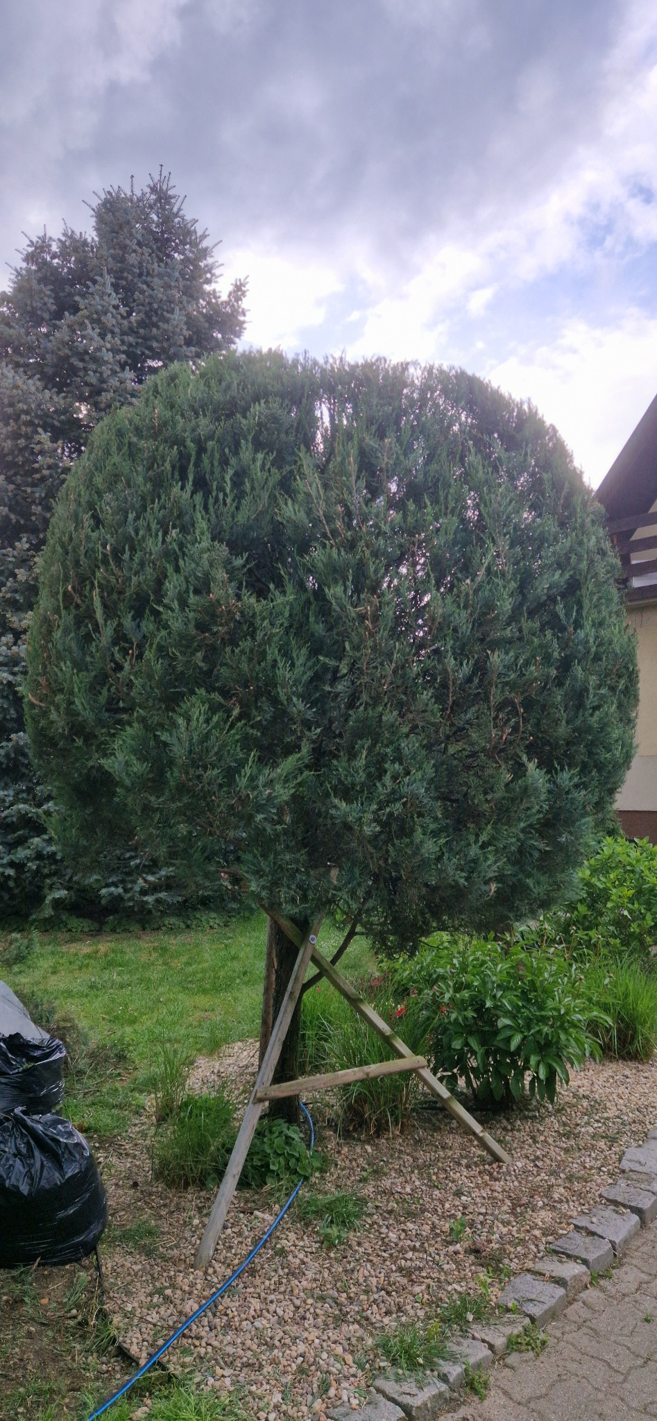 Kulista forma cyprysa podparta drewnianą konstrukcją, otoczona kamieniami i zielenią, z workami na ścinki w tle.