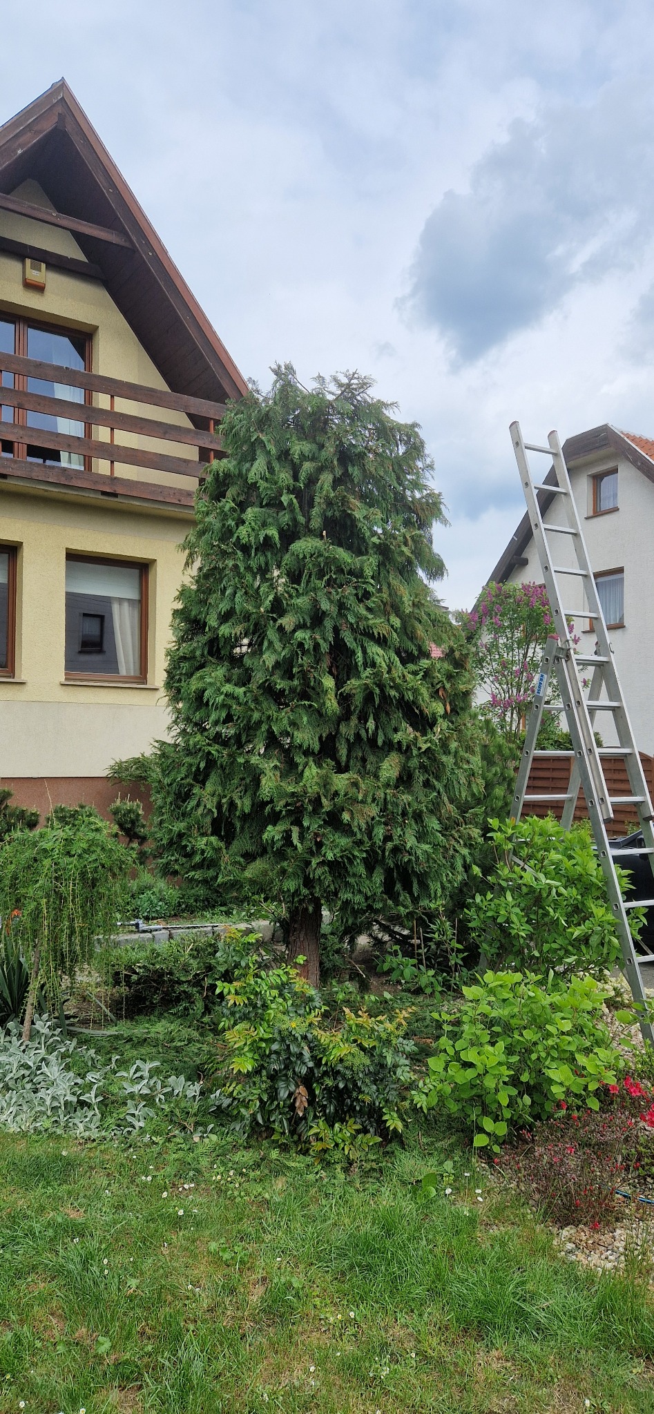 Duży, gęsty tuja szmaragd na tle domu z balkonem, z aluminiową drabiną opartą o krzew. Wokół zielona trawa i różnorodne rośliny ozdobne.