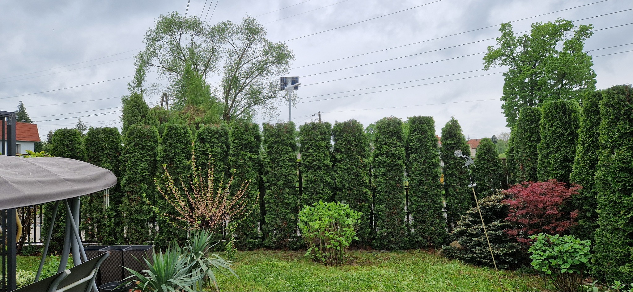 Równy szpaler wysokich, gęstych tuj tworzących zielony żywopłot w ogrodzie, z widocznymi mniejszymi krzewami ozdobnymi i trawnikiem na pierwszym planie, oraz metalową dekoracją ogrodową w tle.