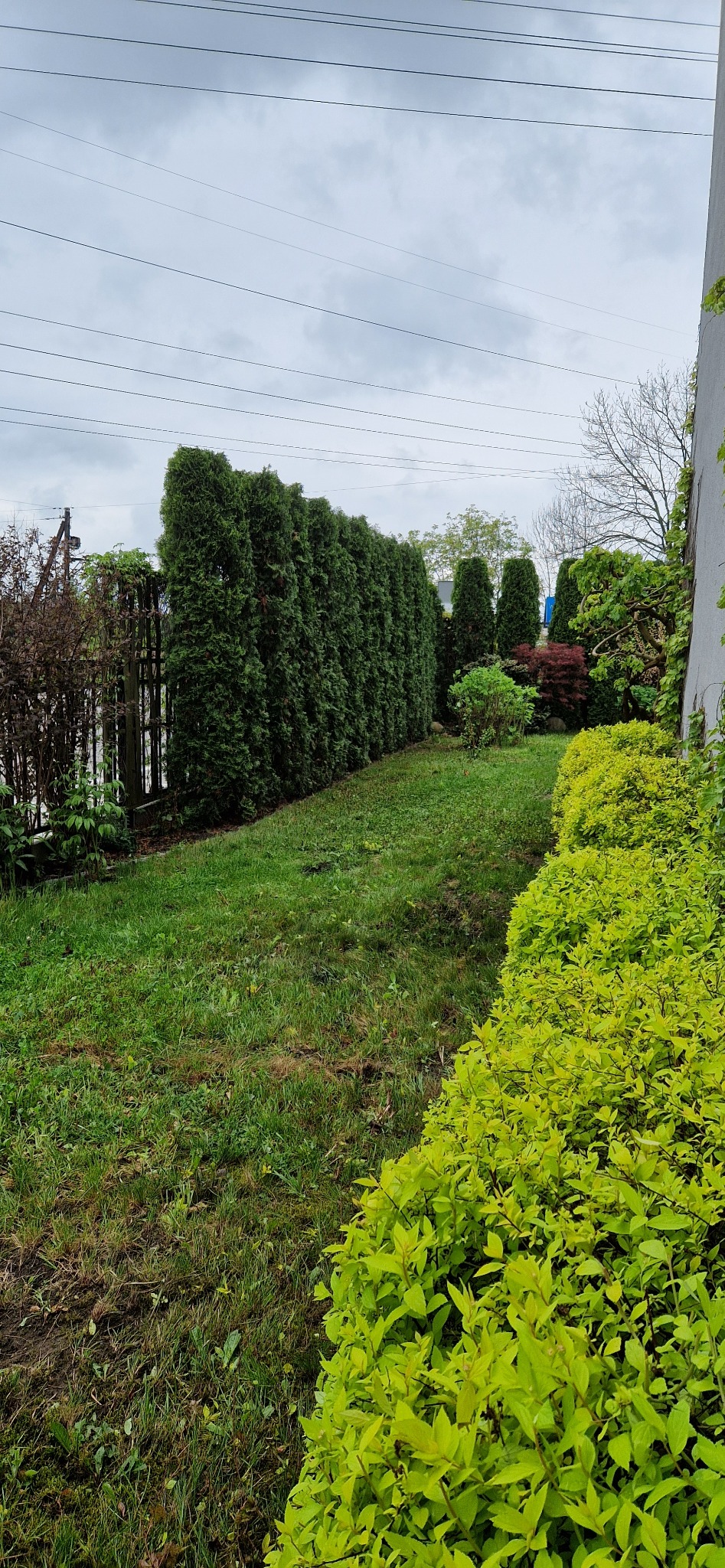 Ogród w Opolu z równo przyciętym żywopłotem z tui szmaragd, graniczący z jasnozielonymi krzewami, widok z perspektywy trawnika w pochmurny dzień.