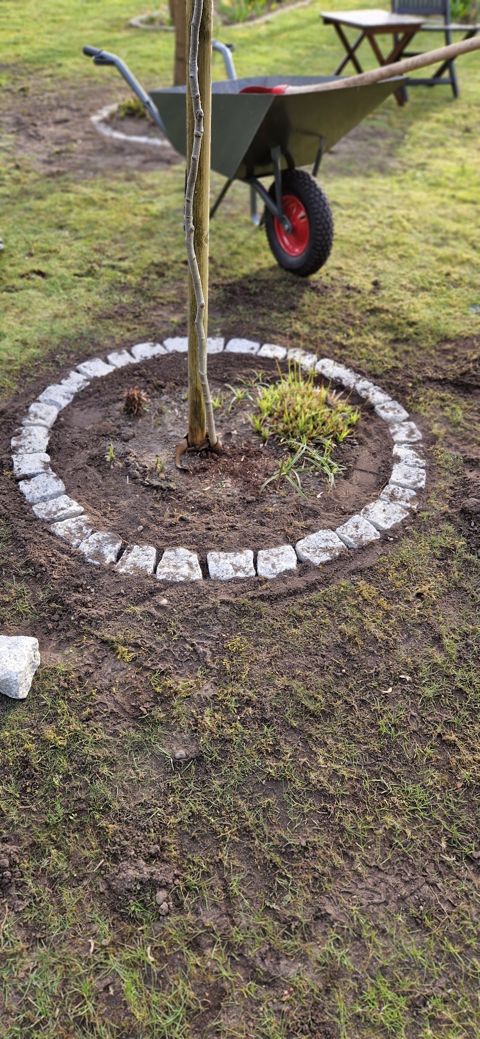 Młode drzewko otoczone kręgiem z szarych kamieni, w tle taczka z narzędziami na trawniku, świeżo posadzony ogród.