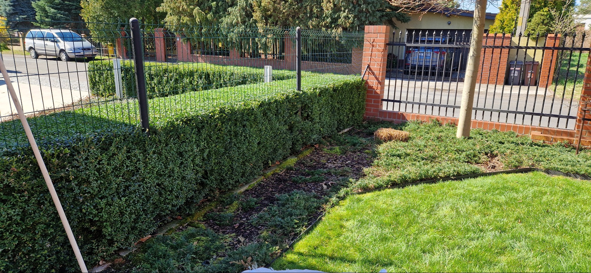 Równy, zielony żywopłot oddzielający trawnik od rabaty z korą, w tle metalowe i ceglane ogrodzenie posesji oraz zaparkowany samochód.