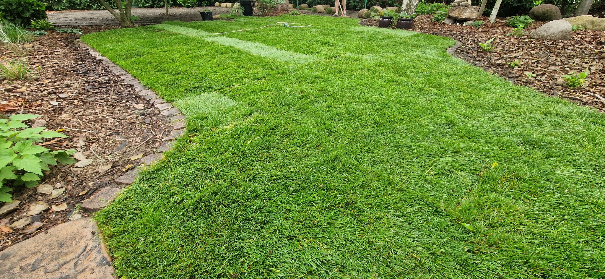 Układanie trawy z rolki w ogrodzie, widoczne fragmenty ułożonej trawy i rolki trawy, obrzeże z kamienia, w tle drzewa i roślinność.