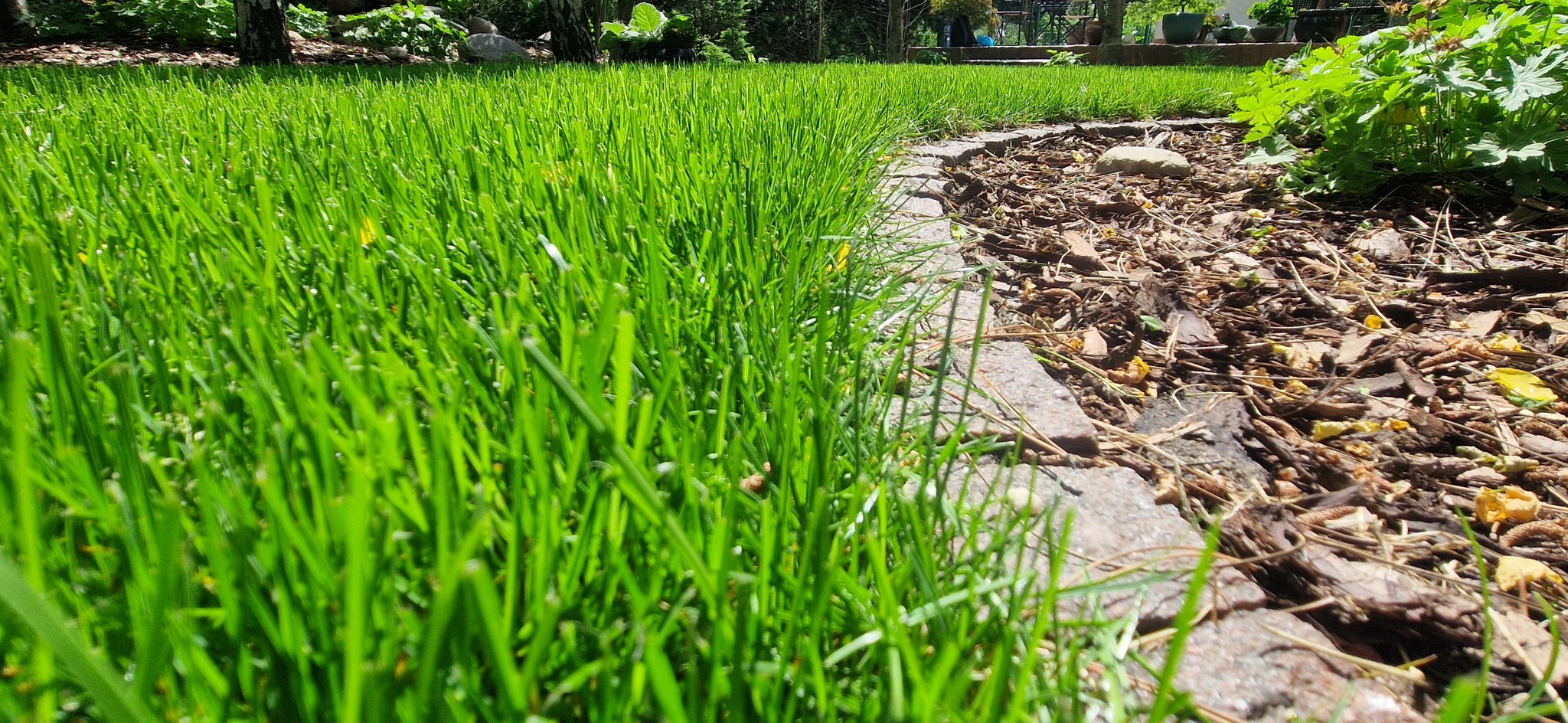 Soczysta, zielona trawa granicząca z korą i kamienną obwódką w ogrodzie. Niskie ujęcie podkreśla teksturę trawy i kontrast z otoczeniem.