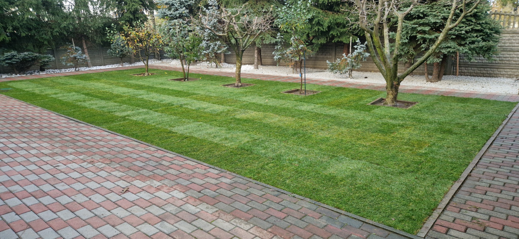 Zadbany trawnik z równo przystrzyżoną trawą w pasy, obramowany kostką brukową i białym kamieniem, z młodymi drzewkami w kwadratowych obrzeżach.