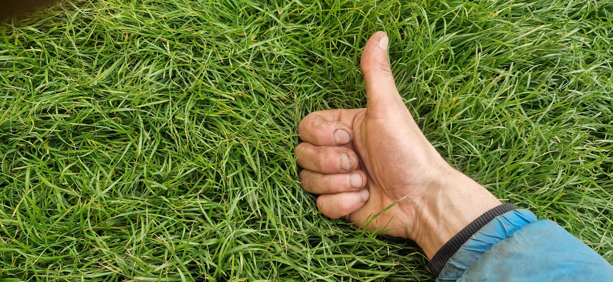 Ułożona trawa z rolki, dłoń z uniesionym kciukiem w górę. Widoczna struktura trawy i zabrudzenia na dłoni. Ujęcie z góry, podkreślające naturalny wygląd.