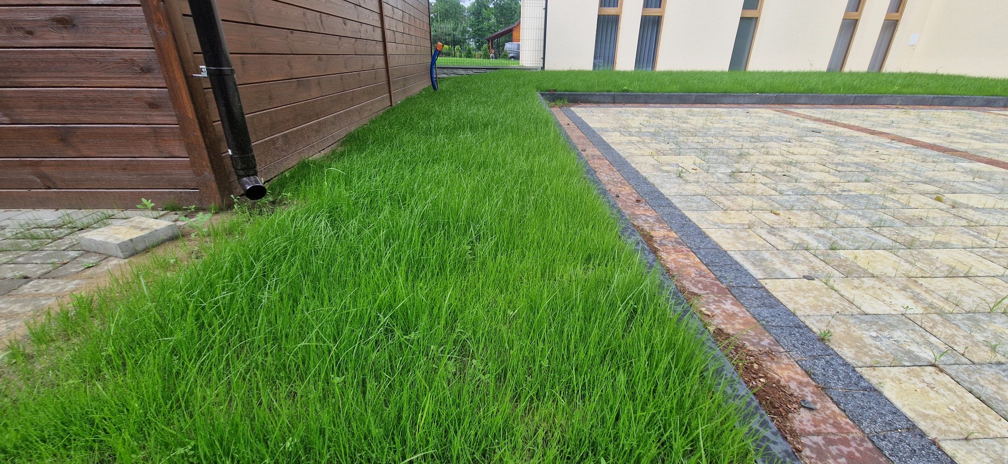 Świeżo założony trawnik przylegający do drewnianego ogrodzenia i wybrukowanego podjazdu z kostki. Widoczne detale: rynna spustowa, młoda trawa i kostka brukowa.