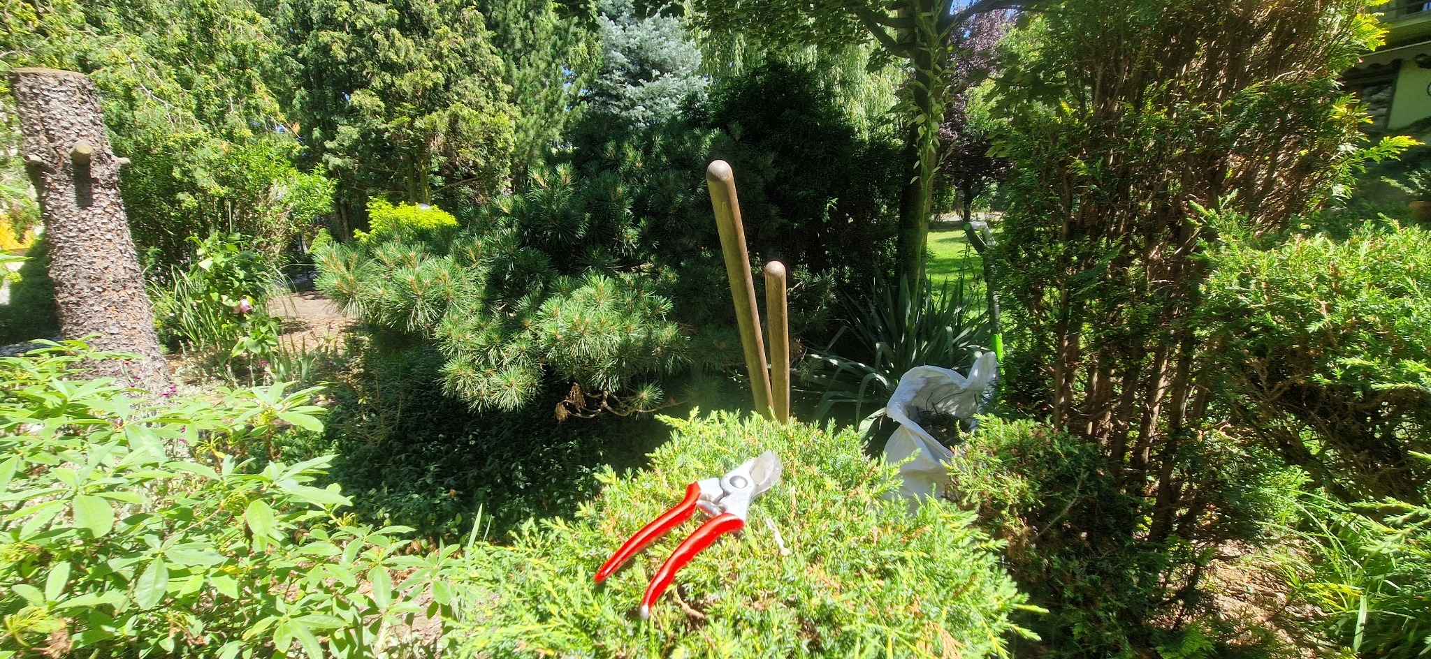 Krzew z czerwonymi sekatorami na tle zieleni ogrodu. Widoczne drewniane tyczki i biała torba. Słoneczny dzień, bujna roślinność.