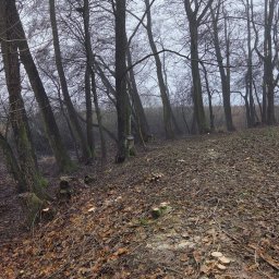 MAJO Piotr Kwiek - Ścięte pnie drzew w lesie, widoczne trociny i opadłe liście. Pochmurny dzień. Ujęcie z dołu, podkreślające pnie i resztki po wycince.