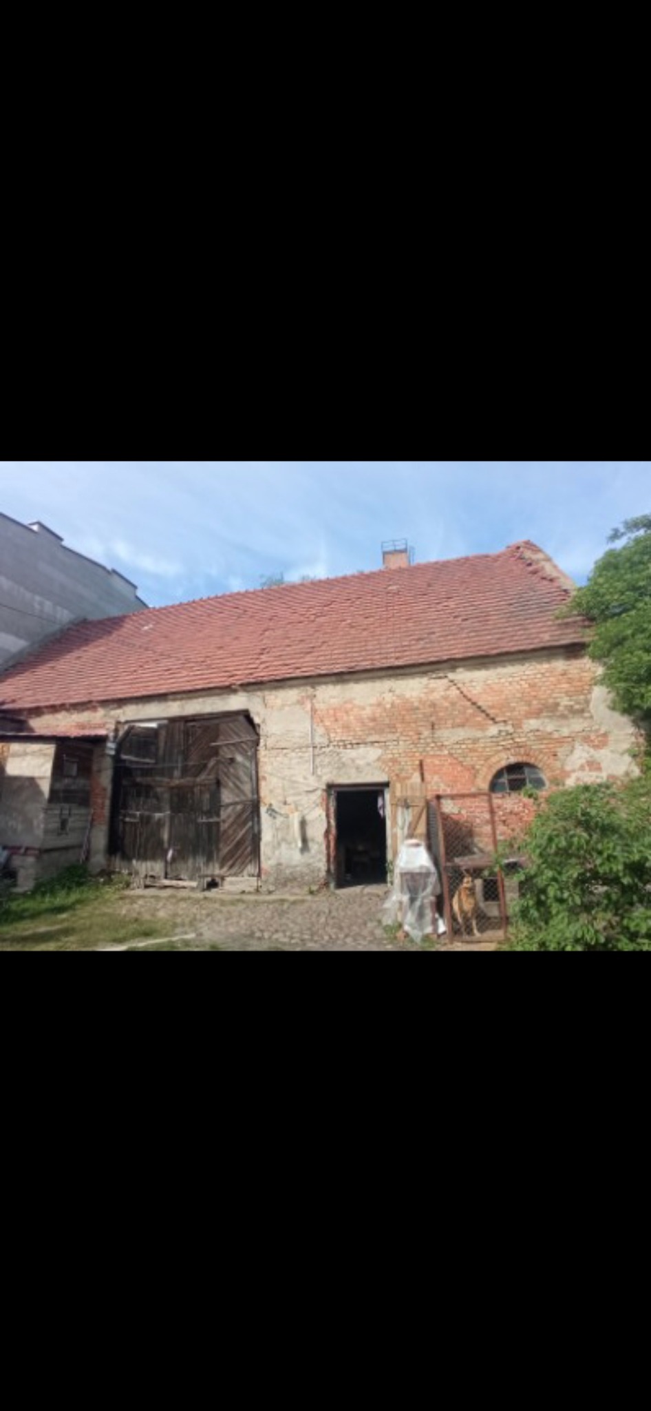 Stary, ceglany budynek gospodarczy z drewnianymi wrotami i czerwonym dachem, częściowo zniszczony, z widoczną roślinnością i psem w klatce przed wejściem.