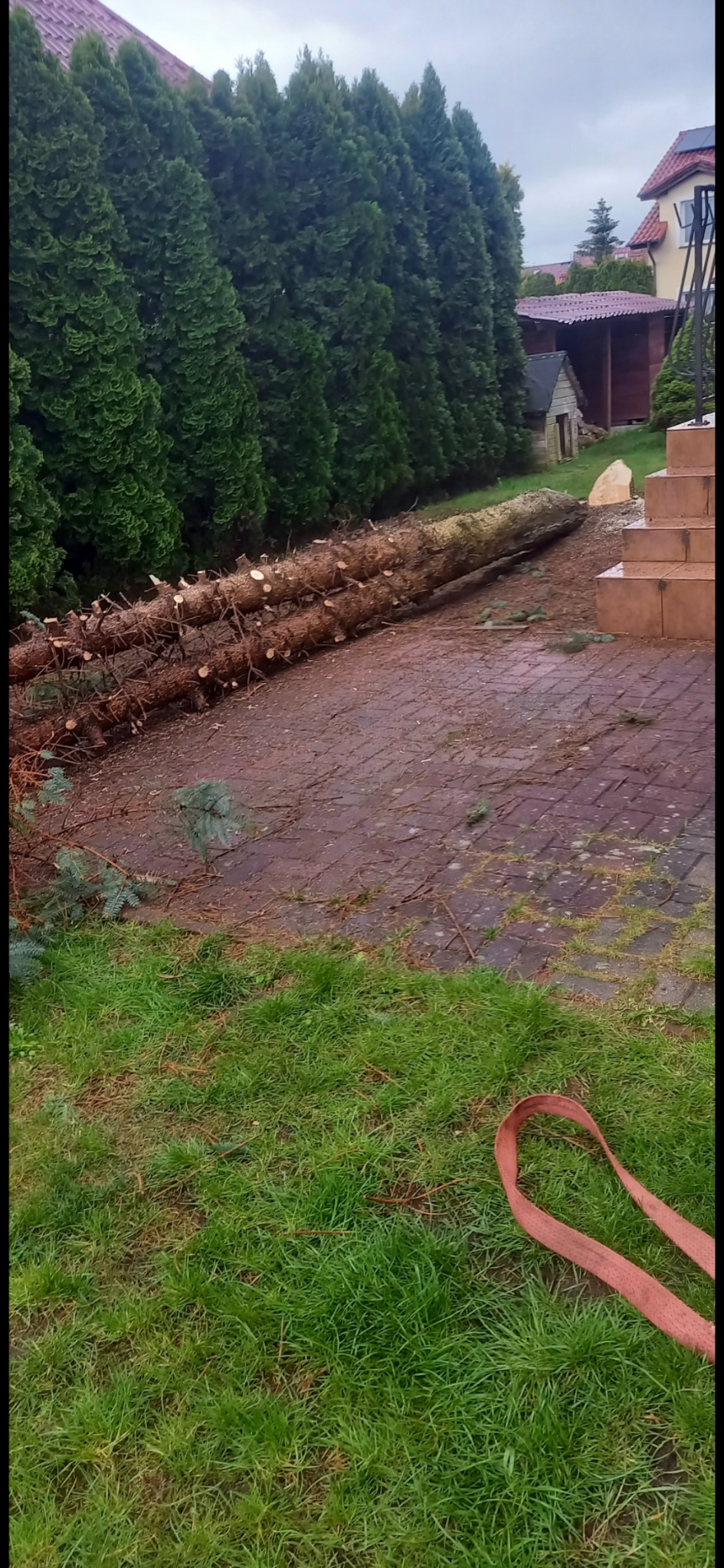 Ścięte pnie drzew iglastych leżące na kostce brukowej, obok zielonych tuj i trawnika. Widoczny fragment czerwonego pasa transportowego.