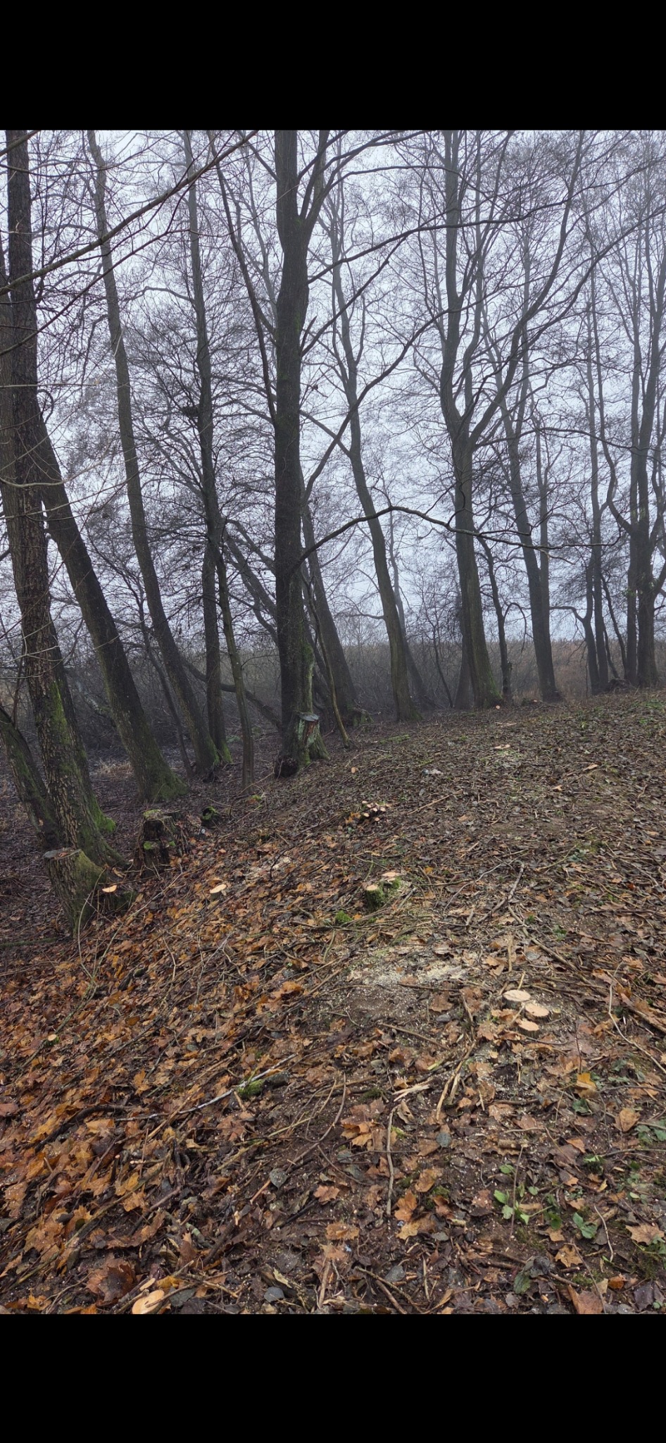 Ścięte pnie drzew w lesie, widoczne trociny i opadłe liście. Pochmurny dzień. Ujęcie z dołu, podkreślające pnie i resztki po wycince.