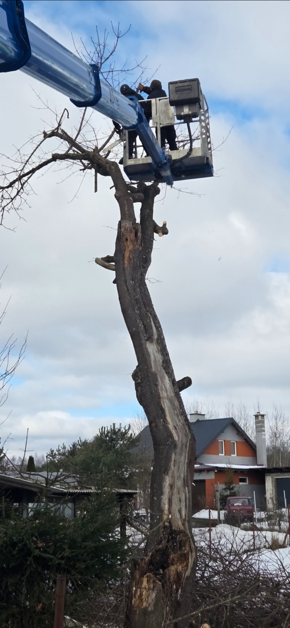 Wysięgnik z pracownikami przy wysokim, uschniętym drzewie bez liści. W tle dom i resztki śniegu. Wokół pnia leżą odcięte gałęzie.
