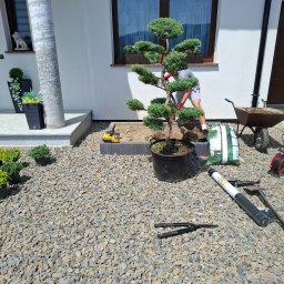 Wycinka drzew Nowy Sącz 4