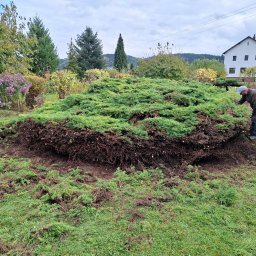 OZBUD Artur Bołoz - Ogrodnik przycina rozłożysty krzew jałowca w ogrodzie, z widocznymi gałęziami po cięciu i domem w tle. Prace pielęgnacyjne w toku.