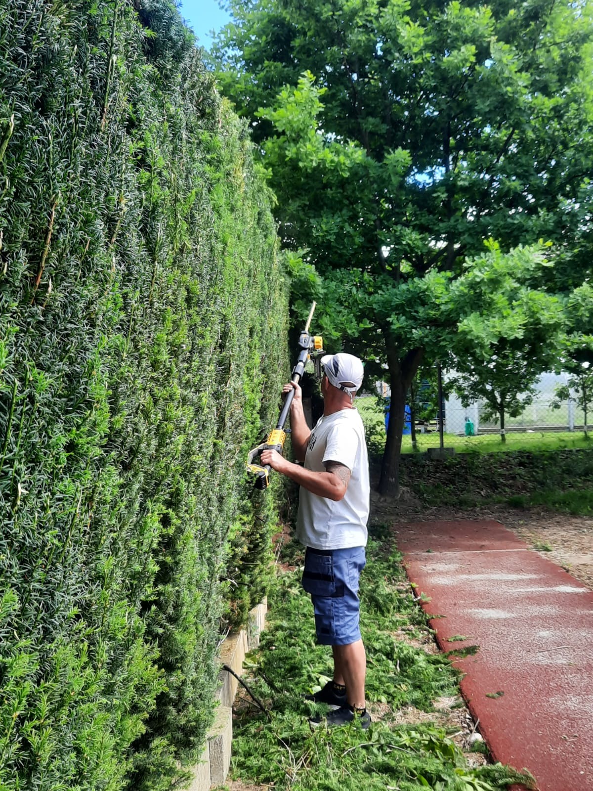 Mężczyzna w białej koszulce i niebieskich spodenkach przycina wysoki żywopłot z iglaków, używając elektrycznych nożyc teleskopowych, z widocznymi opadłymi gałązkami u podstawy żywopłotu...