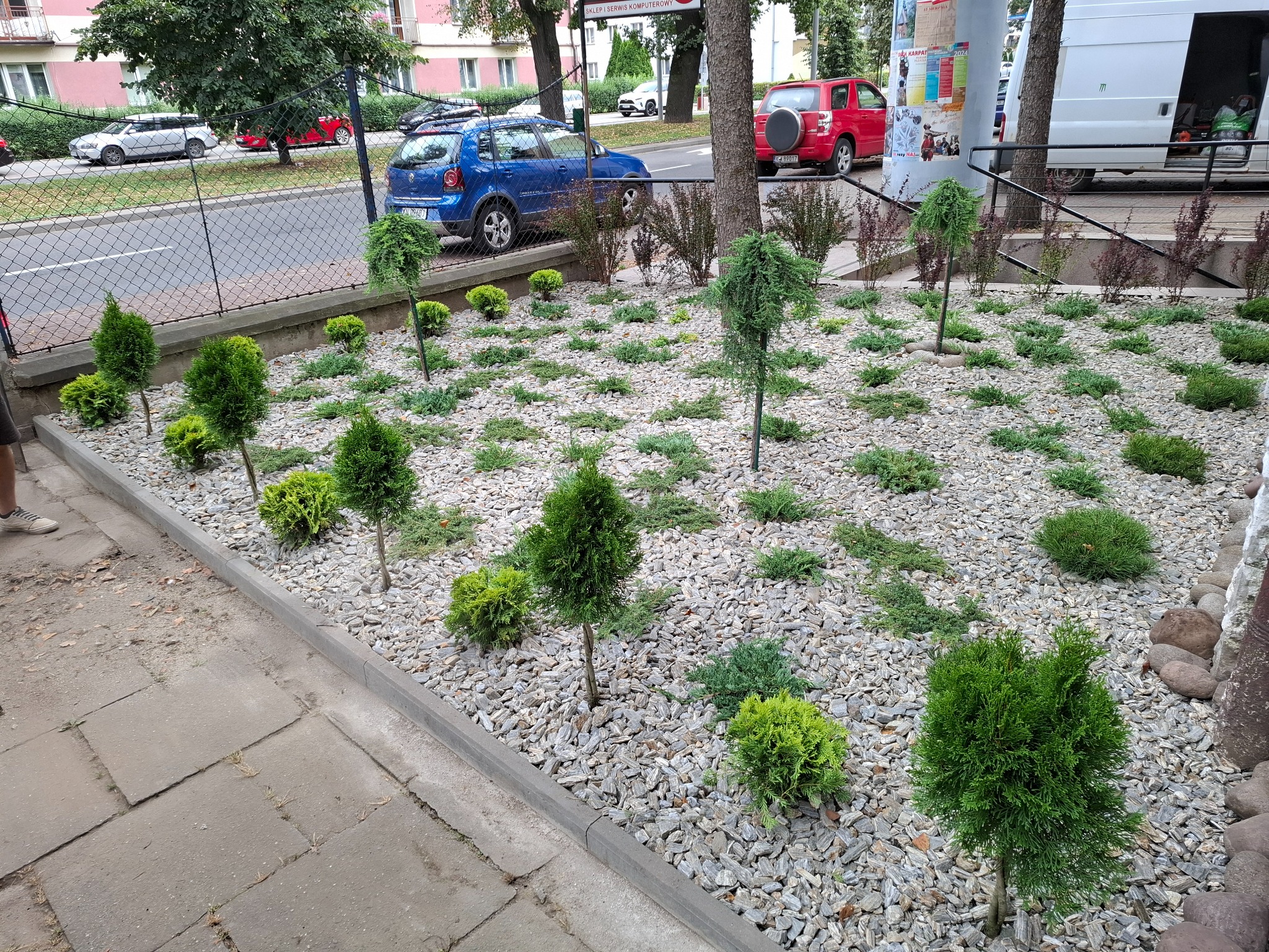 Nowo założony ogród z młodymi drzewkami iglastymi i krzewami, wysypany jasnymi kamieniami ozdobnymi, widok na ulicę z samochodami w tle.