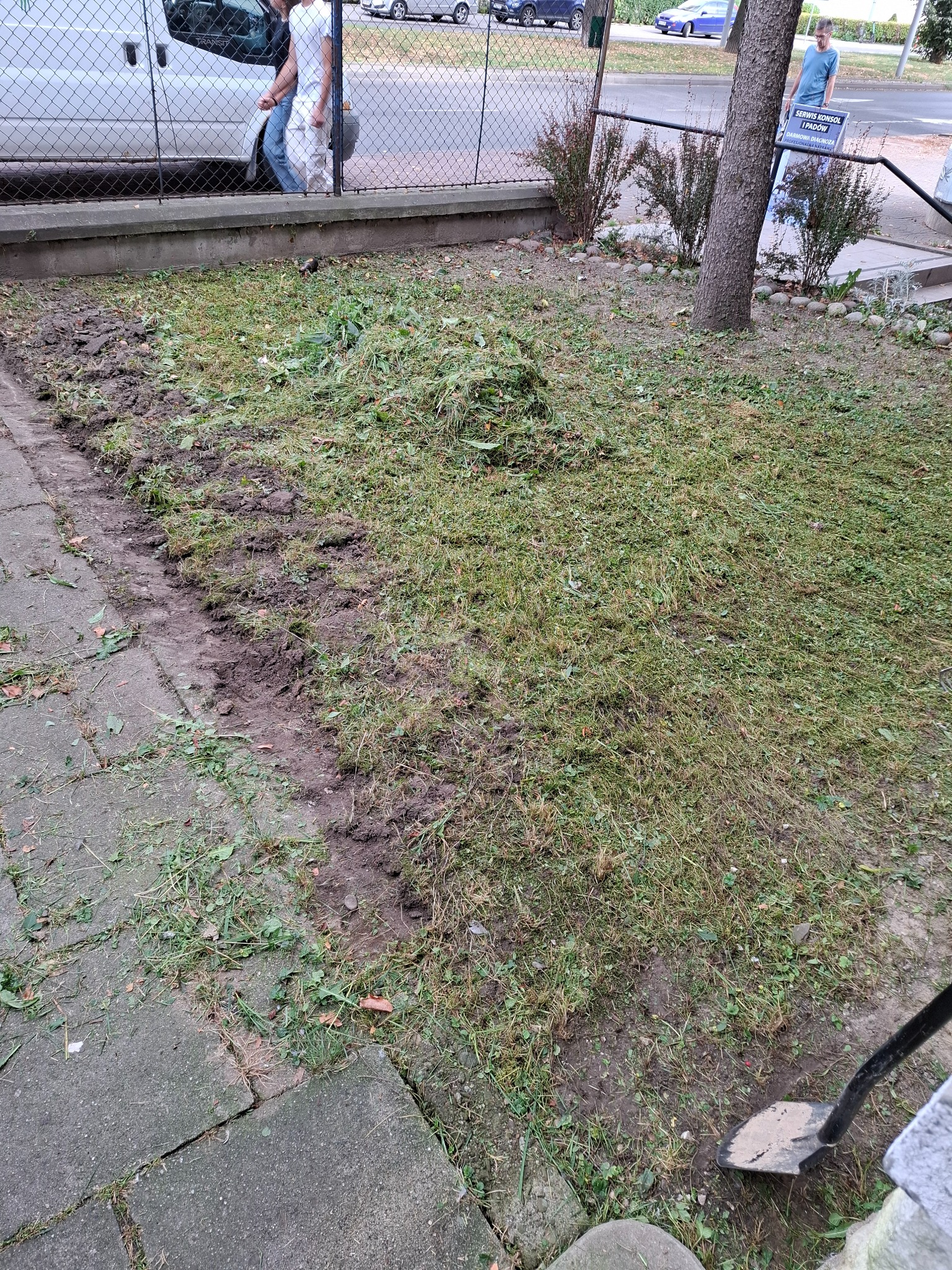 Świeżo skoszona trawa rozrzucona na trawniku, widoczne ślady po kosiarce, obok chodnik z betonowych płyt i częściowo widoczna łopata.