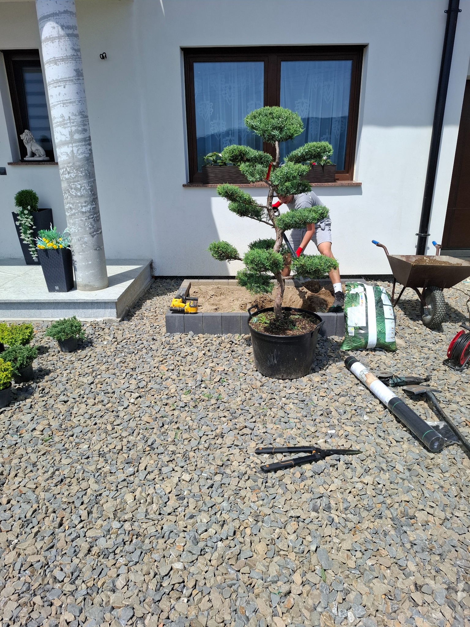 Pracownik w trakcie sadzenia formowanego drzewka iglastego w ogrodzie, widoczne narzędzia i materiały, dom z oknem w tle, kamienny żwir na podłożu.