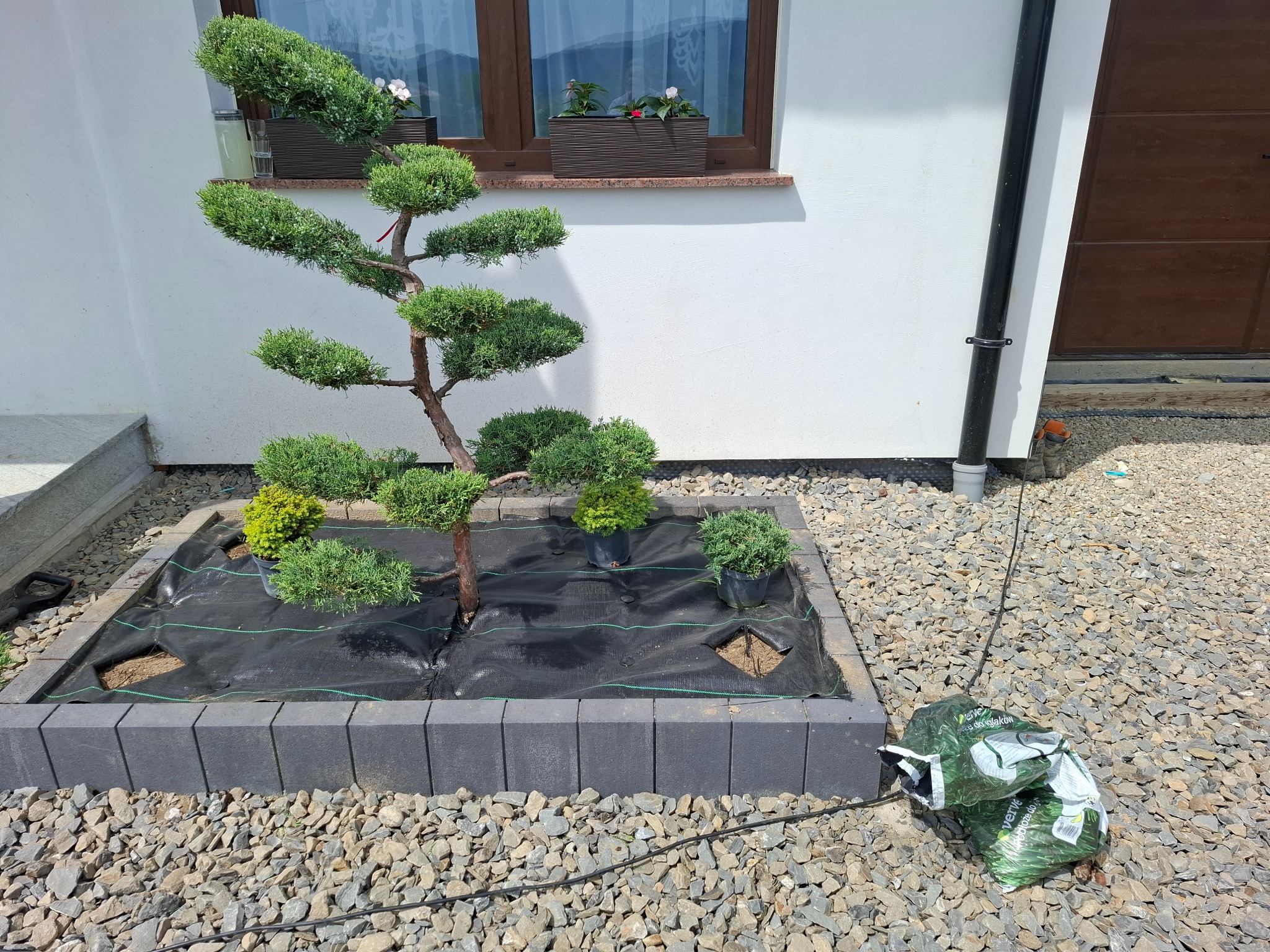 Formowany jałowiec w nowo założonym rabacie z agrowłókniną, otoczony szarą kostką i kamieniami. W tle biała elewacja domu z oknem i kwiatami.