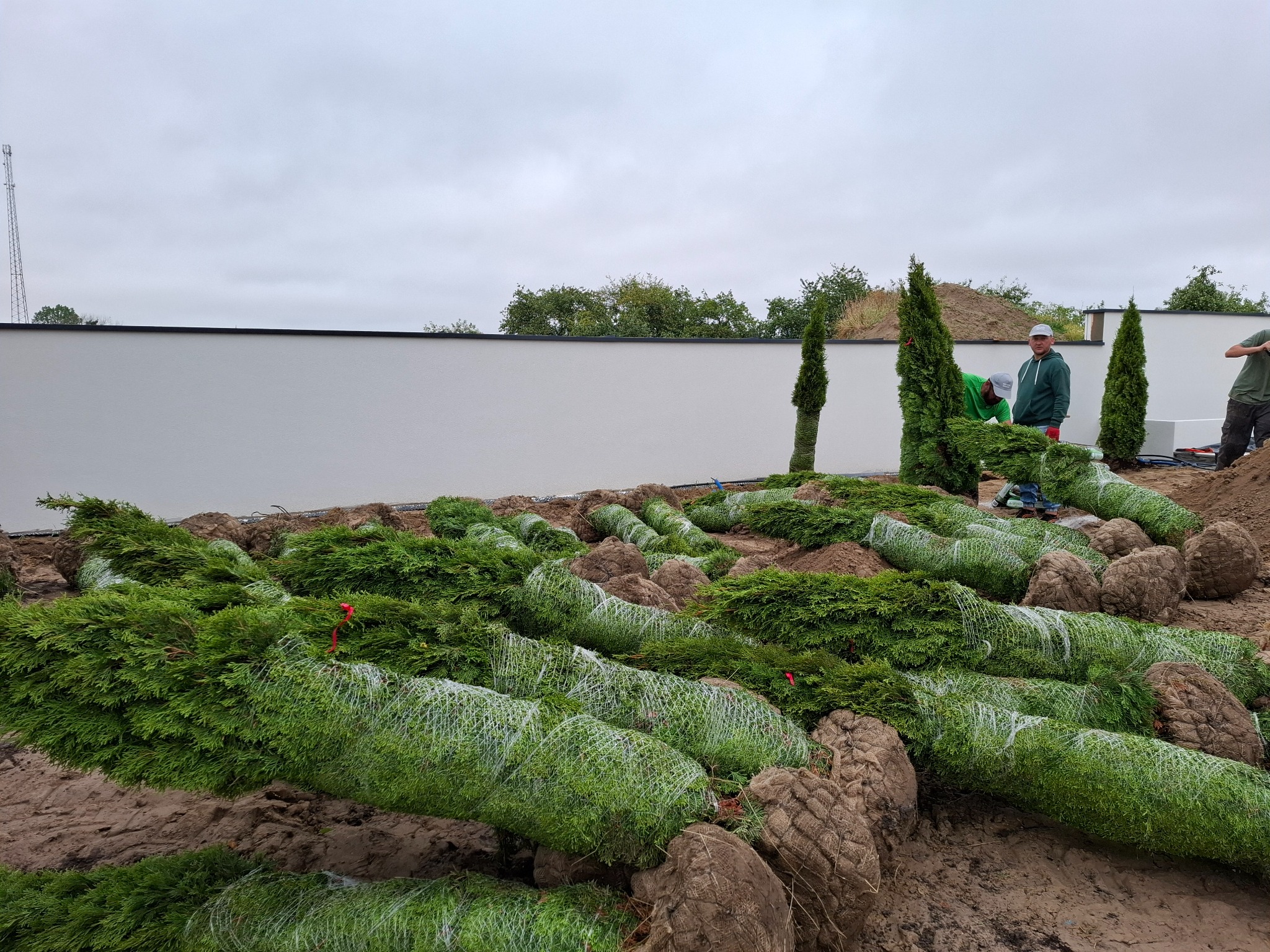 Przygotowane do sadzenia tuje w siatkach i jutowych osłonach korzeni, ułożone rzędami na ziemi, z ekipą ogrodników w tle na tle białego muru.