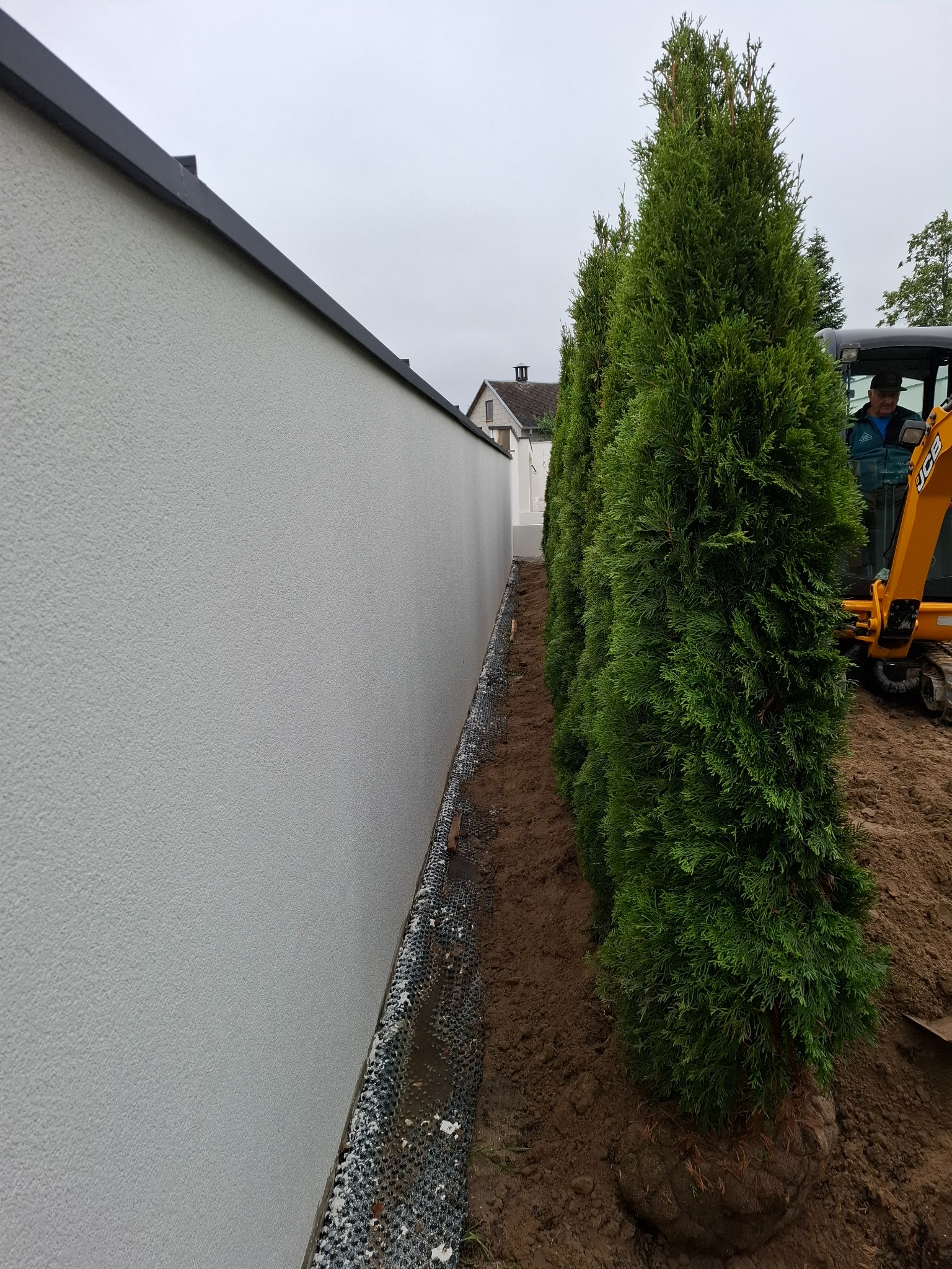 Równy szpaler świeżo posadzonych, wysokich tuj obok białego muru. W tle widać operatora małej koparki JCB. Etap zakładania ogrodu.