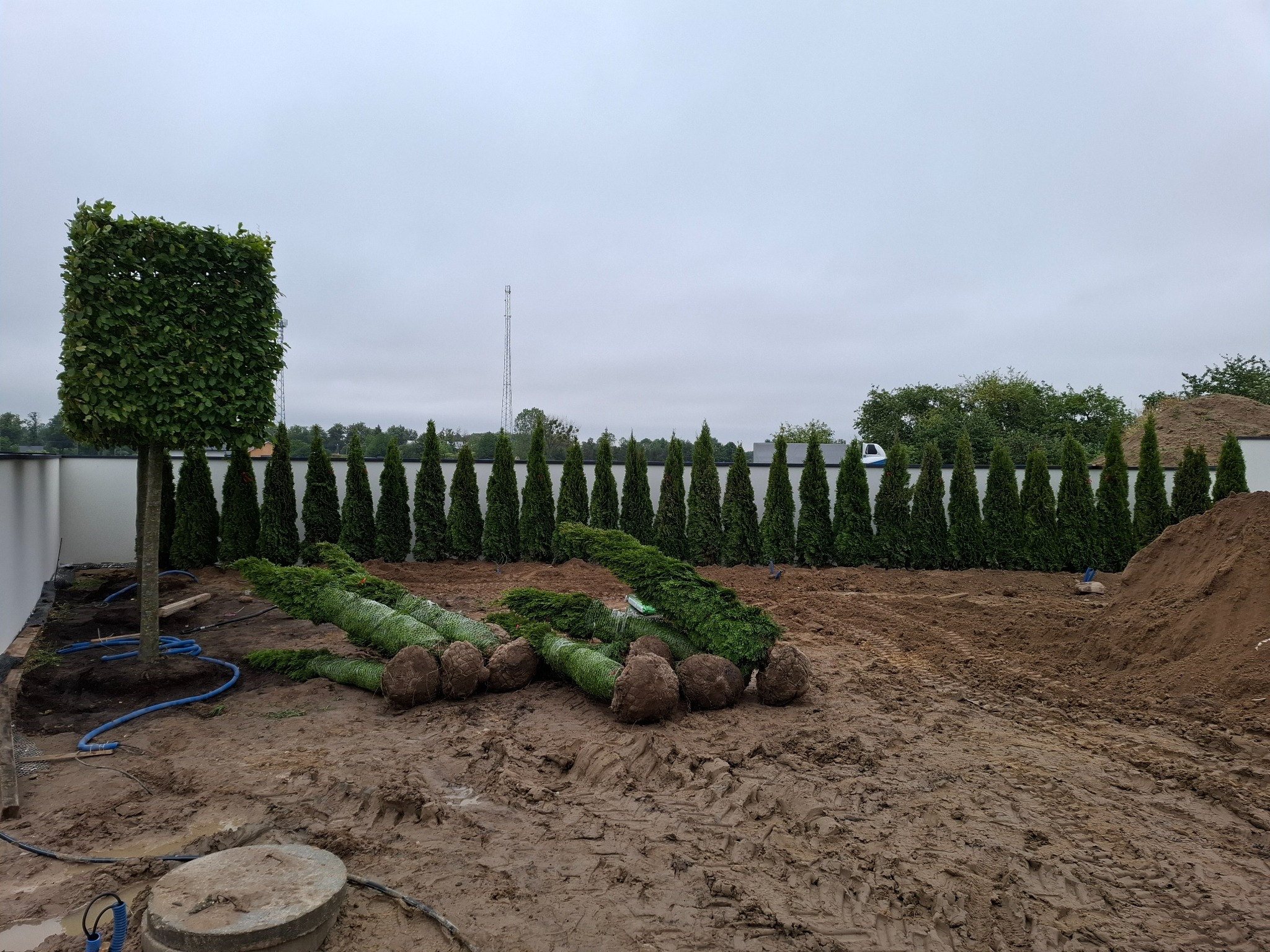 Przygotowane sadzonki drzew iglastych i formowany buk na błotnistym terenie, w tle rząd tuj i pochmurne niebo. Prace ogrodnicze w toku.