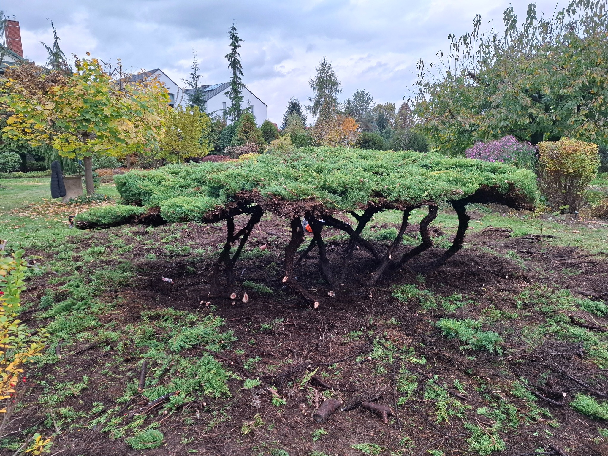Przycięty krzew iglasty w ogrodzie, z widocznymi świeżymi cięciami gałęzi i porozrzucanymi fragmentami roślin. W tle zabudowa jednorodzinna i inne drzewa.