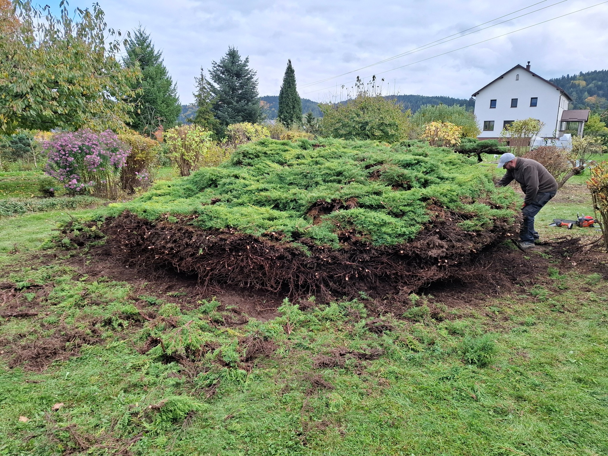 Ogrodnik przycina rozłożysty krzew jałowca w ogrodzie, z widocznymi gałęziami po cięciu i domem w tle. Prace pielęgnacyjne w toku.