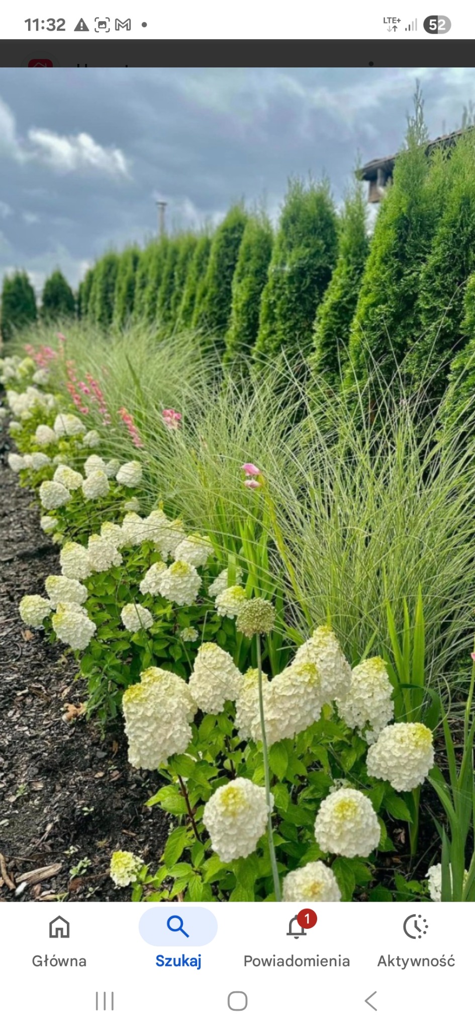 Kwitnące, białe hortensje 'Annabelle' wzdłuż rabaty, z ozdobnymi trawami i rzędem strzyżonych tuj w tle. Ujęcie z poziomu gruntu, podkreślające fakturę kwiatów.