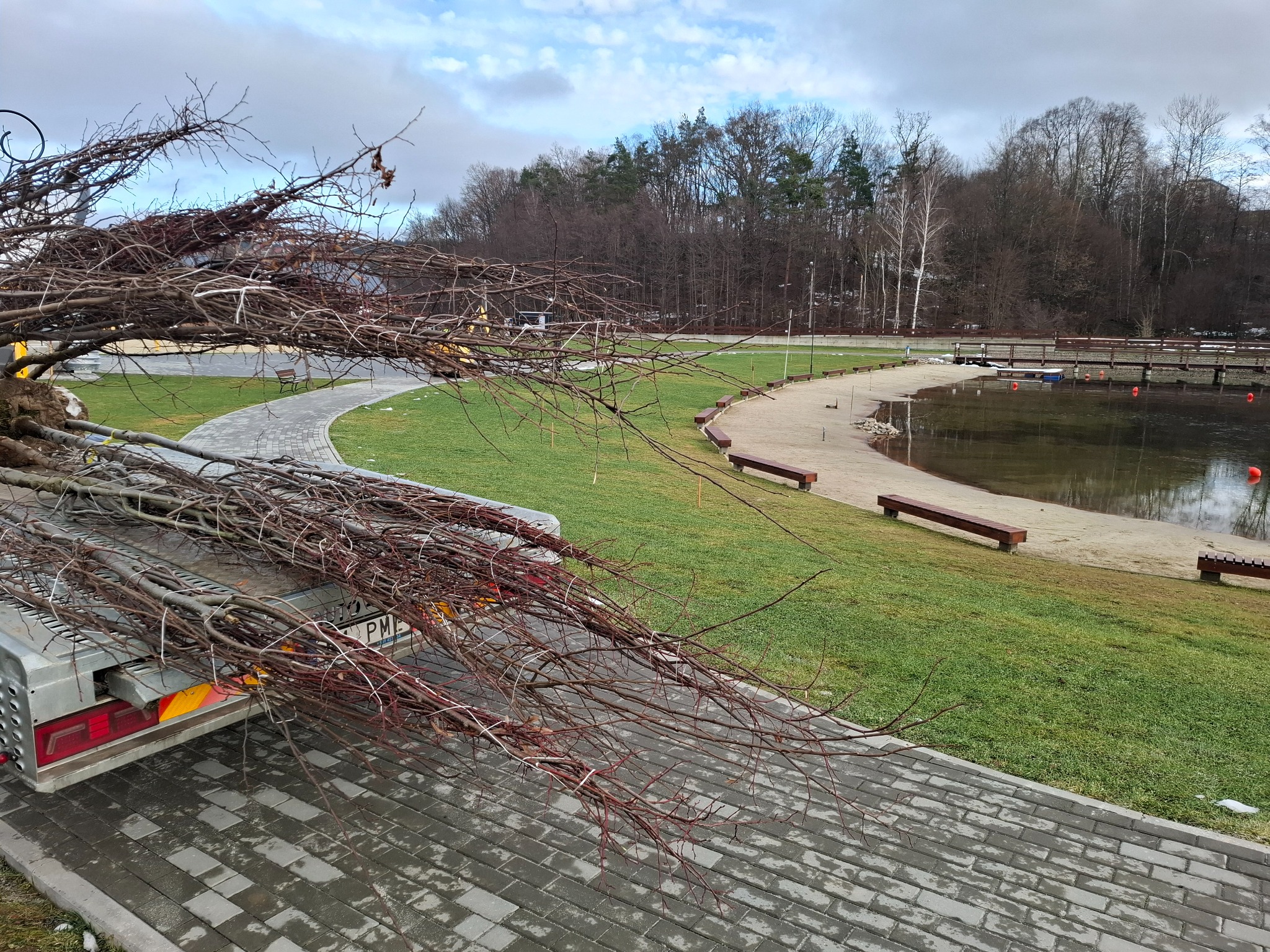 Przygotowane do sadzenia drzewka na przyczepie, w tle park z jeziorem i ścieżkami. Widoczne nagie gałęzie i pąki drzewek. Pochmurne niebo.